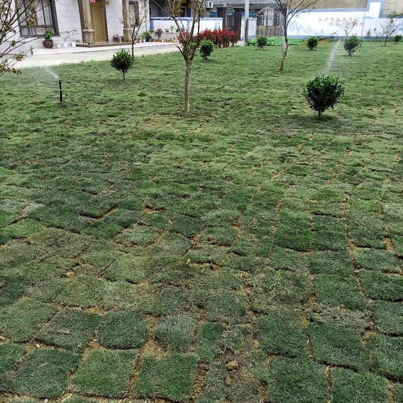 綠化草坪鋪植
